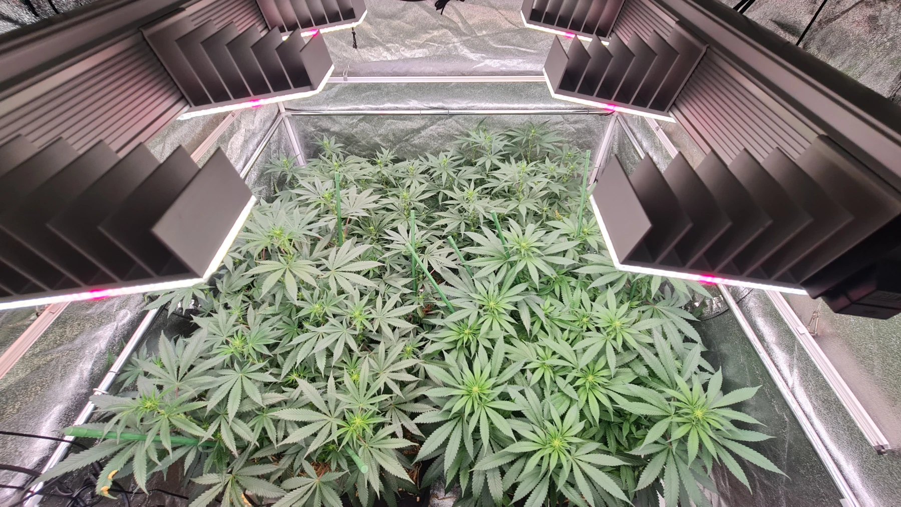 Die beste Cannabis-Grow-Lampe für Anfänger