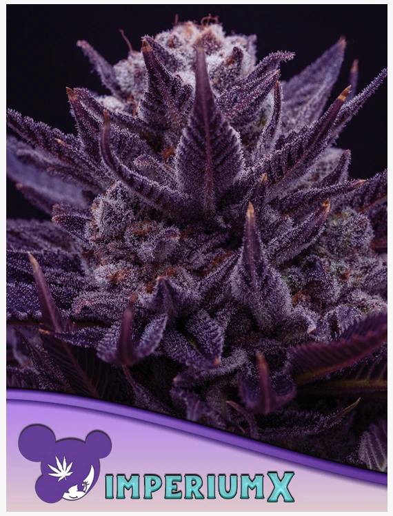 IMPERIUM X®